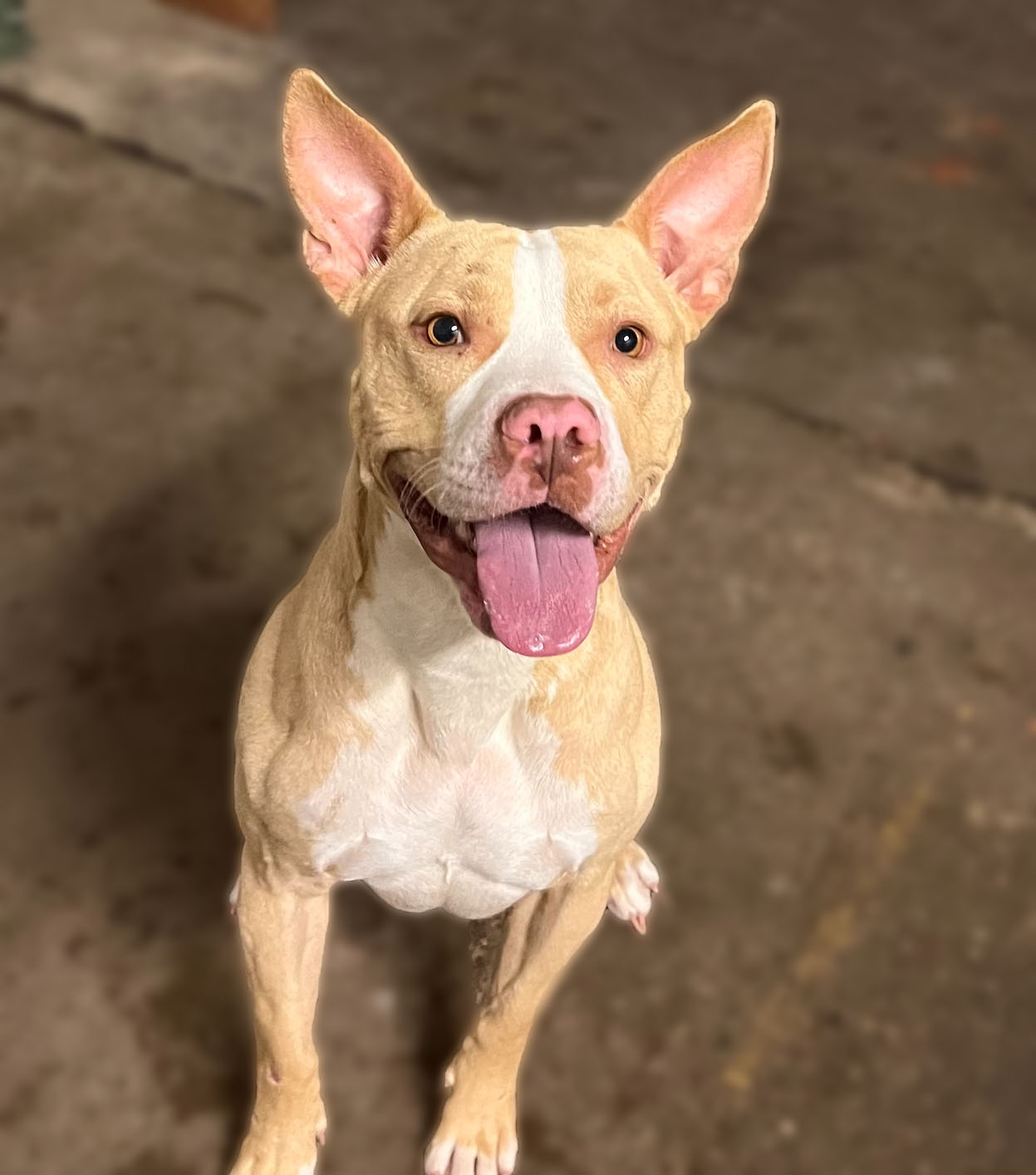 Dog in kennel