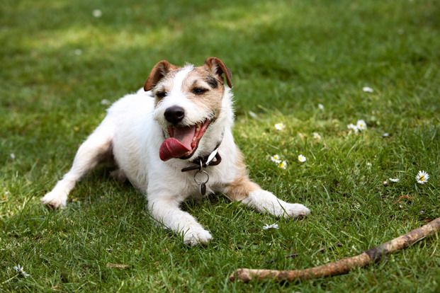 Dog with stick