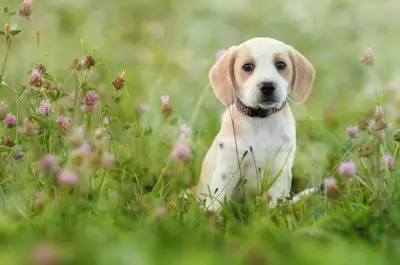 Beagle puppy