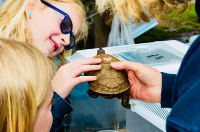 young girl petting a turtle